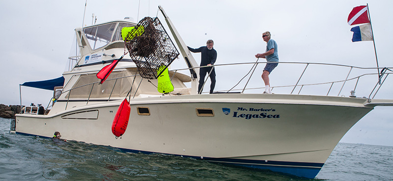 vessel legasea trap 800