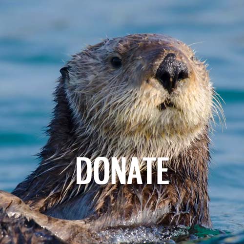 sea otter