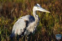 news 2023 10 12 14 great blue heron 1lrw wm