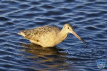 news 2023 10 12 15 marbled godwit 1lrw wm