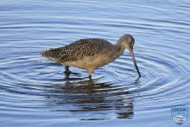 news 2023 10 12 16 marbled godwit 2lrw wm