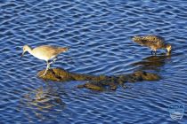 news 2023 10 12 17 marbled godwit 3lrw wm