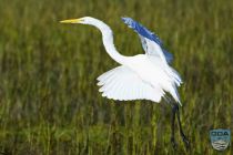 news 2023 10 12 18 white heron 1lrw wm
