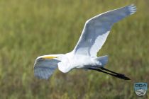 news 2023 10 12 19 white heron 2lrw wm