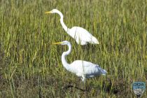 news 2023 10 12 20 white heron 3lrw wm