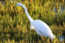 news 2023 10 12 21 white heron 4lrw wm