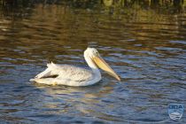 news 2023 10 12 22 white pelican 1lrw wm