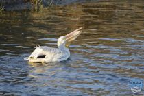 news 2023 10 12 23 white pelican 2lrw wm