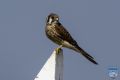 news 2024064 kestrel ps lr wm
