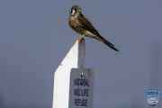 news024 10 16 15 kestrel ps lr wm