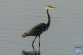 news 2024066 great blue heron ps lr wm