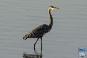 news 2024066 great blue heron ps lr wm
