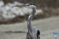 news024 10 16 17 great blue heron ps lr wm