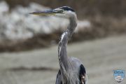 news024 10 16 17 great blue heron ps lr wm