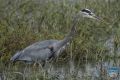 news 2024 10 16 18 great blue heron ps lr wm