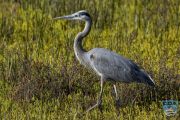 news 2024 10 16 19 great blue heron ps lr wm