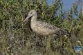 news 202406 20 marbled godwit ps lr wm