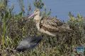 news024 10 161 marbled godwit ps lr wm