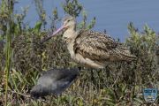 news024 10 161 marbled godwit ps lr wm