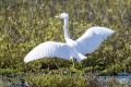 news 202406 22 snowy egret ps lr wm