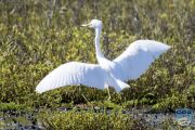 news 202406 22 snowy egret ps lr wm