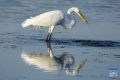 news 202406 23 white heron ps lr wm