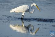 news 202406 23 white heron ps lr wm