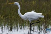 news 2024 10 16 white heron1 cu ps lr wm
