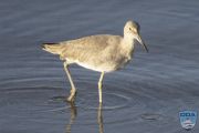 news 202406 25 willet ps lr wm