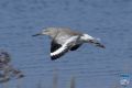 news024 10 166 willet in flight ps lr wm