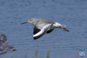 news024 10 166 willet in flight ps lr wm