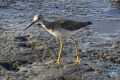 news 2024 10 16 lesser yellowlegs ps lr wm