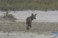news 2024 10 16 coyote ps lr wm