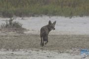 news 2024 10 16 coyote ps lr wm