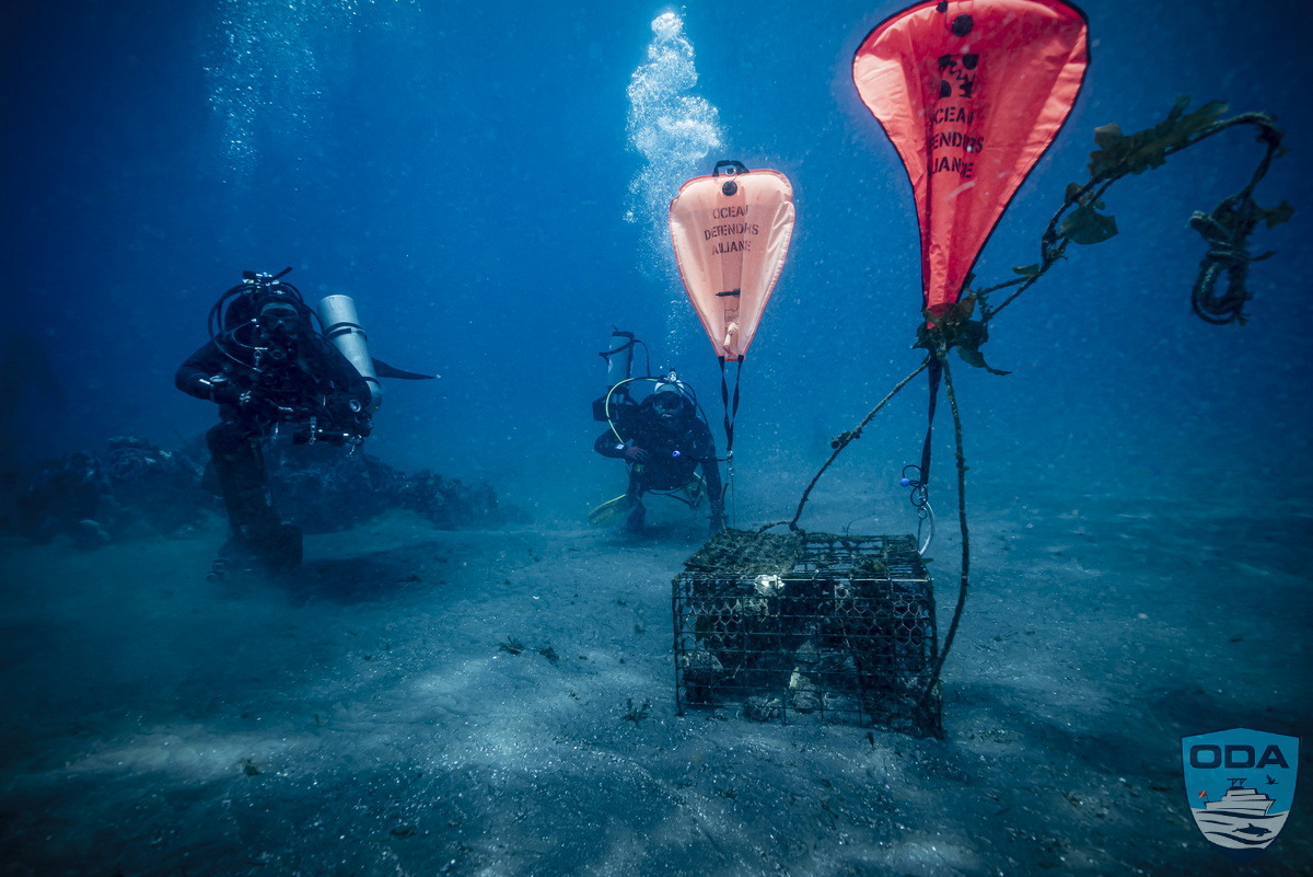 SCUBA divers remove hazardous ghost gear from the ocean.