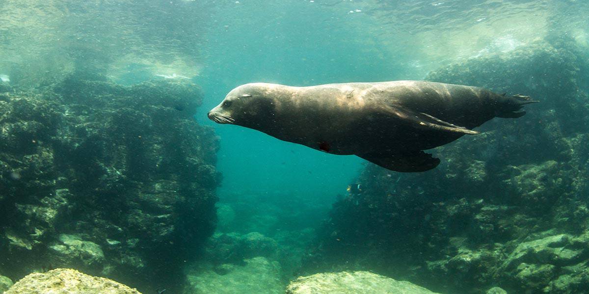 sea lion